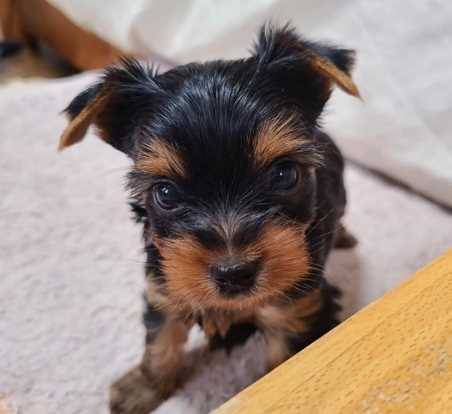 Yorkie puppy-Rehoming fee (310 359 88FIVE1)63882831746689120