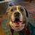 Pitbull needs new home with yard new place we are in doesnt except ani 1 thumbnail