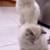 RAG DOLL KITTENS 5 thumbnail
