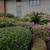 Tree Pruning Hedge Trimming Lawn Garden Maintenance Owner Operated 15 thumbnail