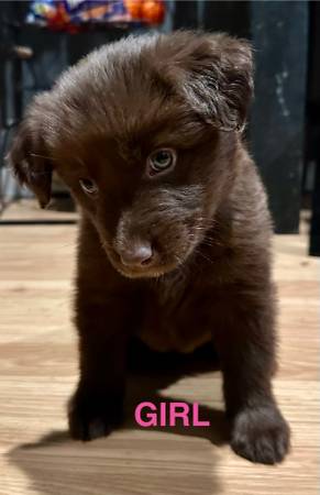 Husky Lab Puppies (Topeka)64194927745539123