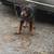 Rottwieler puppy (male) 1 thumbnail