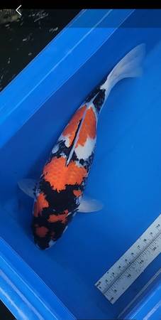 Japanese koi fish 1
