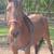Red Roan Mare 1 thumbnail