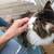 Cats need loving home 1 thumbnail