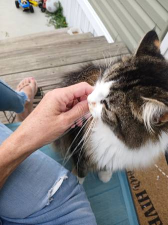 Cats need loving home (Columbus/ Lockbourne ohio)