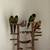Conures 3 thumbnail