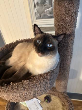 Siamese cat63830037028099120
