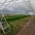 Heavy-Duty Gothic Greenhouses 11 thumbnail