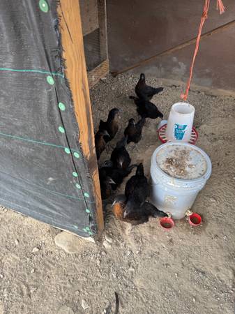 Chickens/gallinas 1