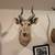 8 Vintage African Mounts from Private Collection 12 thumbnail