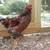 Partridge Chantecler roosters from Sandhill Preservation Center 17 thumbnail