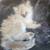 Exotic Himalayan kittens looking for loving homes 10 thumbnail