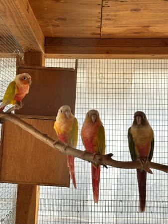 Conures conure - $300 (Ciudad de Salt Lake)63470079698051121
