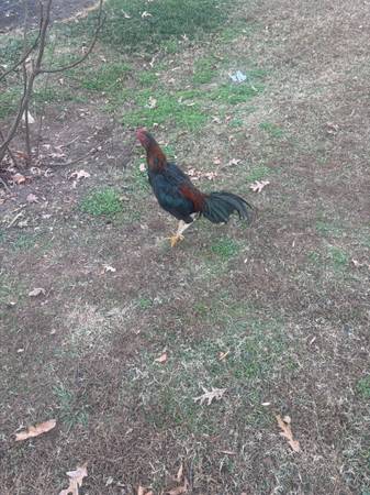 Thais rooster 1