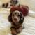 Female   SMAll  Dachshund   2 thumbnail