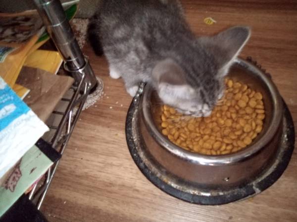 Kittens 3 left to adopt (Seattle)64315116958467122