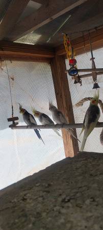 Breeder Cockatiels (Decatur (Belvedere Park))63881507238401121