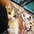 Beautiful kittens 5 thumbnail