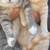 Kittens(many options) 3 thumbnail