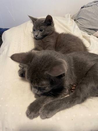 Kittens wanting forever home (Centralia wa)64032524993026121