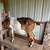 Pure Bred Nubian Doe IN MILK Doelings Stanchion 1 thumbnail