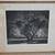 Etching "Old Cottonwoods Denver Colorado" by George Elbert Burr 8 thumbnail