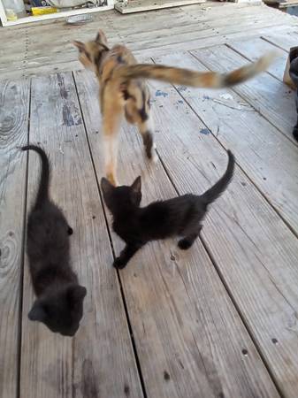Lots of kittens! (Belton)63839343646211120