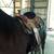 Custom 18" roping saddle 5 thumbnail