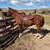 Sorrel Gelding 2 thumbnail