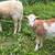 Weaned lambs and 3 thumbnail