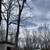 Tree removal 10 thumbnail