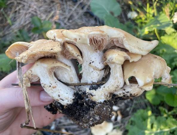 MUSHROOM identification and information classes 1