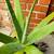 Live Large Aloe Vera Plant 1 gal. Pot Medicinal Sunburn Cuts Bug Bites 1 thumbnail