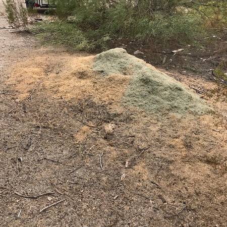 LOTS OF GRASS CLIPPINGS 1