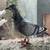 White Homing Pigeons. Wedding Doves 8 thumbnail