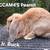Mini Plush lops 3 thumbnail