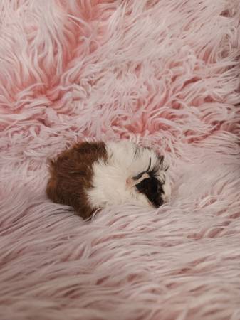 Long-haired baby guinea pigs very tame (Visalia CA)63873028201219121