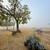 RARE AGAVE TEQUILANA BLUE WEBER AGAVE AZUL 5 thumbnail
