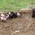 Baby pot belly pigs mix 8 thumbnail