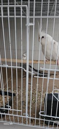 Cockatiels (Clackamas)584688883813601282