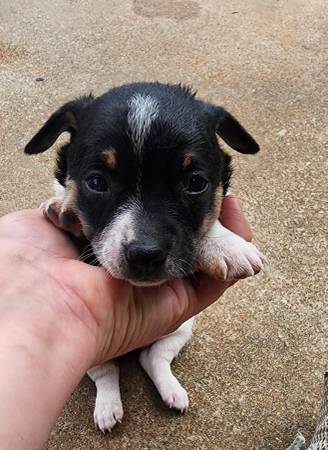 Beautiful Rat Terrier and Jack Russell mix  puppy (Yukon)63670625486337123