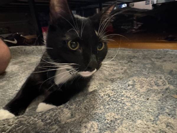 Hermosa gata dulce en donación (Everett)63857555371139120