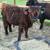 Mini Moooos!! 2 thumbnail