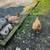 Freedom Ranger Hens 4 thumbnail