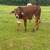 Yearling Bull 1 thumbnail