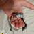 INVICTA 128-79 MENS AUTOMATIC 1 thumbnail
