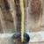 Available 10/25 - Golden Rats Tail Cactus Live Potted Plant in 1 Gal 2 thumbnail