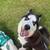 Frosty the Husky needs a home 5 thumbnail