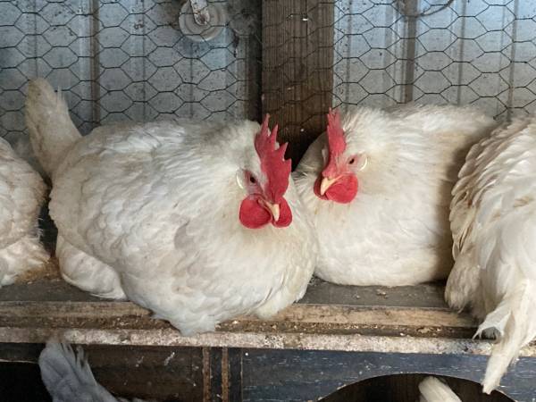 Pullet Flock Reduction 1